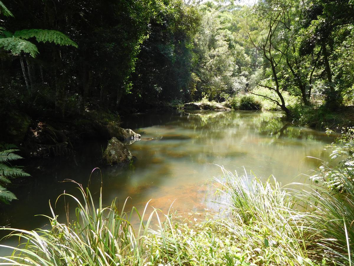 Purling Brook Falls Gwongorella Hotel Springbrook Exterior foto